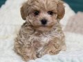 MALTİPOO CİNSİ YAVRULAR EV ÜRETİMİ 
