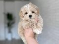 MALTİPOO CİNSİ YAVRULAR EV ÜRETİMİ 