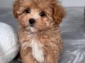MALTİPOO CİNSİ YAVRULAR EV ÜRETİMİ 