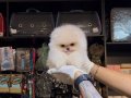 POMERRİAN boo yavrular ev ÜRETİMİ 
