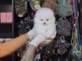 POMERRİAN boo yavrular 