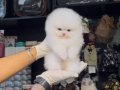 POMERRİAN boo yavrular 