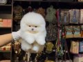POMERRİAN boo yavrular 