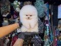 POMERRİAN boo yavrular 