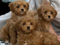TOY POODLE SEVİMLİ YAVRULAR EV ÜRETİMİ 