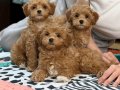 TOY POODLE SEVİMLİ YAVRULAR EV ÜRETİMİ 