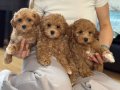 TOY POODLE SEVİMLİ YAVRULAR EV ÜRETİMİ 