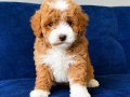 KAHVE TONLU MALTİPOO CİNSİ YAVRULAR 