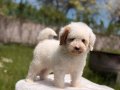 KAHVE TONLU MALTİPOO CİNSİ YAVRULAR 