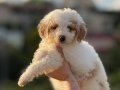KAHVE TONLU MALTİPOO CİNSİ YAVRULAR 