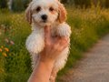 KAHVE TONLU MALTİPOO CİNSİ YAVRULAR 