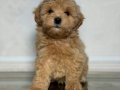 MALTİPOO CİNSİ YAVRULAR EV ÜRETİMİ 