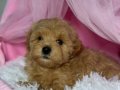 MALTİPOO CİNSİ YAVRULAR EV ÜRETİMİ 