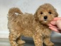 MALTİPOO CİNSİ YAVRULAR EV ÜRETİMİ 