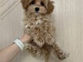 KIPKIRMIZI SEVİMLİ TOY POODLE YAVRUMUZ 
