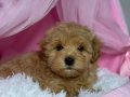 KIPKIRMIZI SEVİMLİ TOY POODLE YAVRUMUZ 