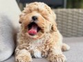 KIPKIRMIZI SEVİMLİ TOY POODLE YAVRUMUZ 