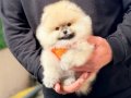 POMERRİAN boo yavrular 
