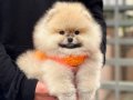 POMERRİAN boo yavrular 