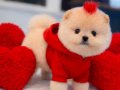 POMERRİAN boo SEVİMLİ YAVRULAR 