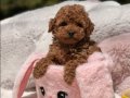 SEVİMLİ TOY POODLE YAVRUMUZ 