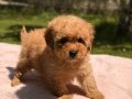 SEVİMLİ TOY POODLE YAVRUMUZ 