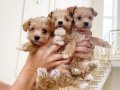 KAHVE TONLU MALTİPOO CİNSİ YAVRULAR 