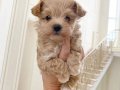 KAHVE TONLU MALTİPOO CİNSİ YAVRULAR 