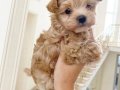KAHVE TONLU MALTİPOO CİNSİ YAVRULAR 