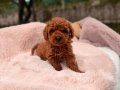 KIPKIRMIZI RED TOY POODLE YAVRUMUZ 