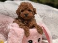 KIPKIRMIZI RED TOY POODLE YAVRUMUZ 