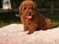 KIPKIRMIZI RED TOY POODLE YAVRUMUZ 