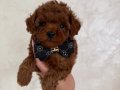 TOY POODLE SEVİMLİ YAVRULAR EV ÜRETİMİ 