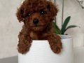 TOY POODLE SEVİMLİ YAVRULAR EV ÜRETİMİ 