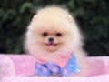 POMERRİAN boo yavrular ev ÜRETİMİ 