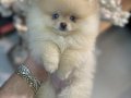 POMERRİAN boo yavrular ev ÜRETİMİ 