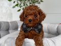 KIPKIRMIZI RED TOY POODLE 