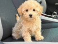 MALTİPOO CİNSİ YAVRULAR EV ÜRETİMİ 