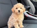 MALTİPOO CİNSİ YAVRULAR EV ÜRETİMİ 