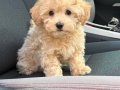 MALTİPOO CİNSİ YAVRULAR EV ÜRETİMİ 