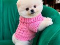POMERRİAN boo yavrular ev ÜRETİMİ 