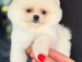 POMERRİAN boo yavrular 