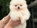 POMERRİAN boo yavrular 