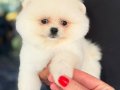 POMERRİAN boo yavrular 