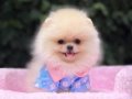 POMERRİAN boo yavrular 