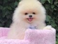 POMERRİAN boo yavrular 