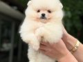 POMERRİAN boo yavrular 