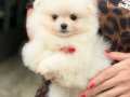 POMERRİAN boo yavrular 