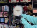 POMERRİAN boo yavrular 