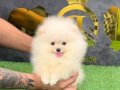 POMERRİAN boo yavrular 